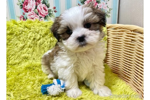 成約済の秋田県のマルシーズー:マルチーズ×シーズー-357223の3枚目
