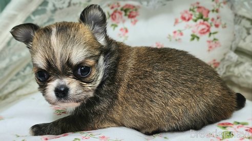 成約済の神奈川県のチワワ(ロングコート)-357238の3枚目
