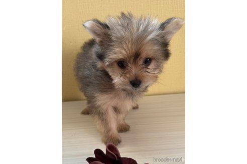 成約済の広島県のミックス犬-352280の3枚目