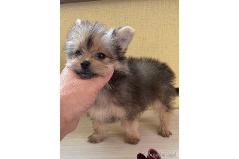 成約済の広島県のミックス犬-352280の4枚目