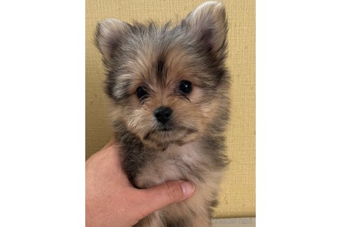 成約済の広島県のミックス犬-352280の2枚目