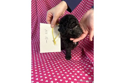 成約済の北海道のミックス犬-357249の2枚目