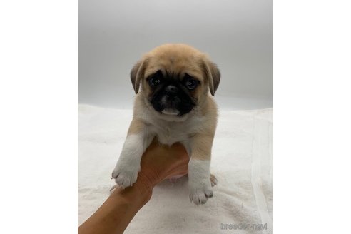 販売中の静岡県のペキパグ:ペキニーズ×パグ-357264の4枚目