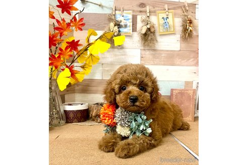 成約済の愛知県のトイプードル-348446の10枚目