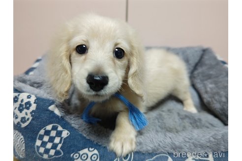 成約済の広島県のミニチュアダックスフンド(ロングヘアード)-357269の5枚目