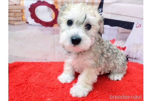 成約済の北海道のミックス犬-351420の2枚目