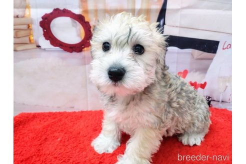 成約済の北海道のミックス犬-351420の4枚目