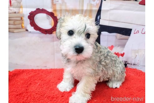 成約済の北海道のミックス犬-351420の3枚目