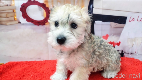 成約済の北海道のミックス犬-351420