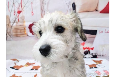 成約済の北海道のミックス犬-351421の3枚目