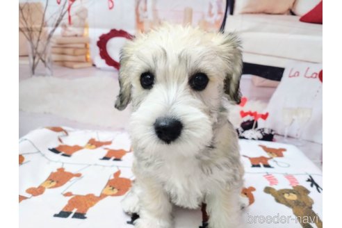 成約済の北海道のミックス犬-351421