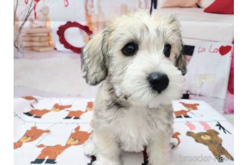 成約済の北海道のミックス犬-351421の4枚目