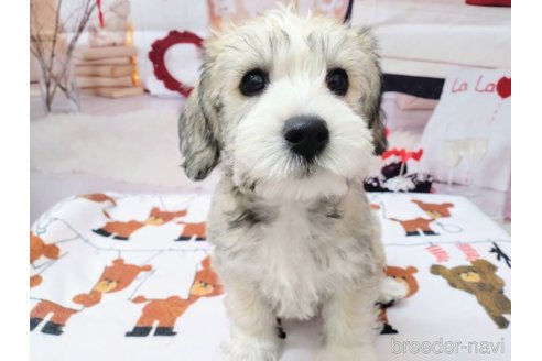 成約済の北海道のミックス犬-351421の6枚目