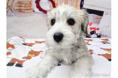 成約済の北海道のミックス犬-351421の5枚目