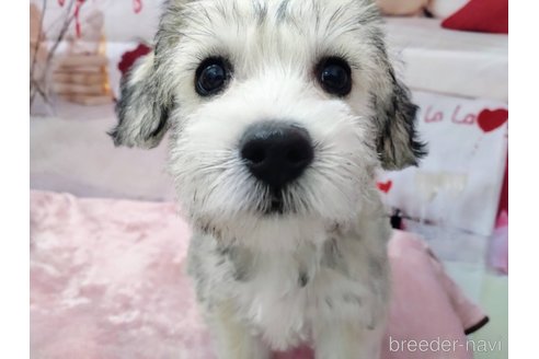 成約済の北海道のミックス犬-351422の7枚目