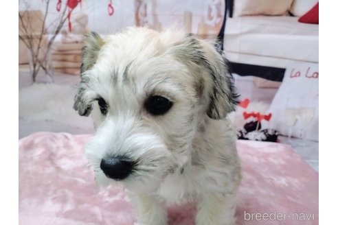 成約済の北海道のミックス犬-351422の2枚目