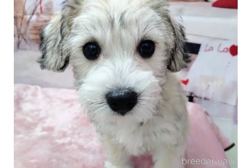 成約済の北海道のミックス犬-351422の3枚目