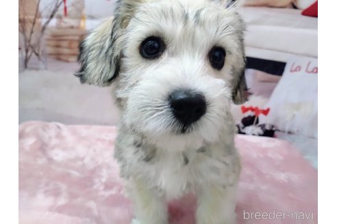 成約済の北海道のミックス犬-351422の4枚目