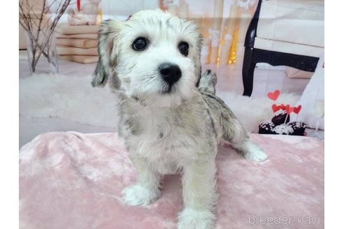 成約済の北海道のミックス犬-351422の5枚目