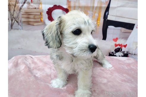 成約済の北海道のミックス犬-351422の6枚目