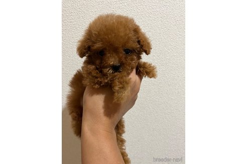 成約済の熊本県のティーカッププードル-352995の1枚目