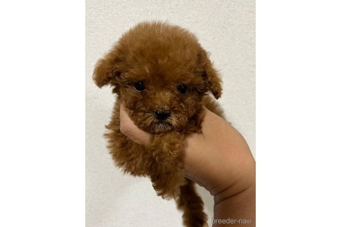成約済の熊本県のティーカッププードル-352995の6枚目