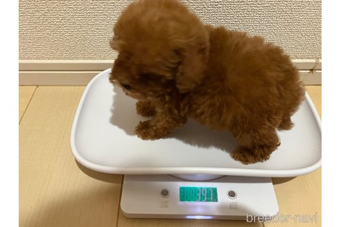 成約済の熊本県のティーカッププードル-352995の7枚目