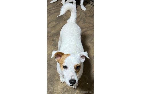 成約済の千葉県のジャックラッセルテリア-342315の3枚目