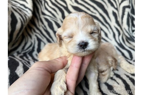 成約済の茨城県のコッカプー:アメリカンコッカースパニエル×トイプードル-357322の3枚目