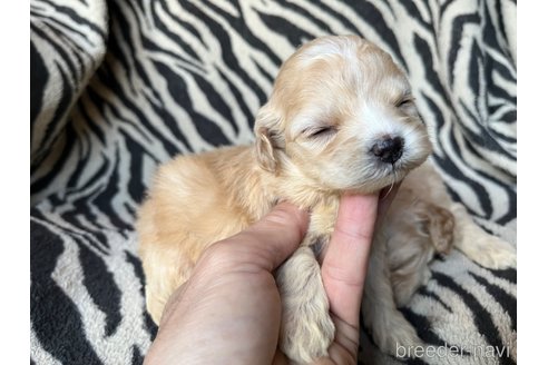 成約済の茨城県のコッカプー:アメリカンコッカースパニエル×トイプードル-357322の2枚目