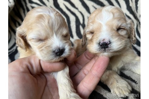 成約済の茨城県のコッカプー:アメリカンコッカースパニエル×トイプードル-357322の5枚目