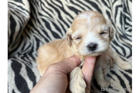 成約済の茨城県のコッカプー:アメリカンコッカースパニエル×トイプードル-357322の4枚目