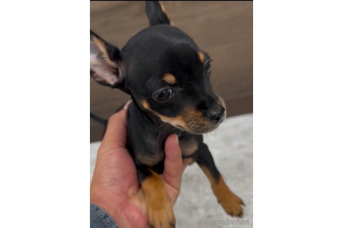 成約済の福岡県のミックス犬-346057の4枚目