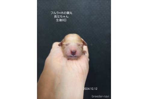 成約済の大阪府のティーカッププードル-357363の7枚目
