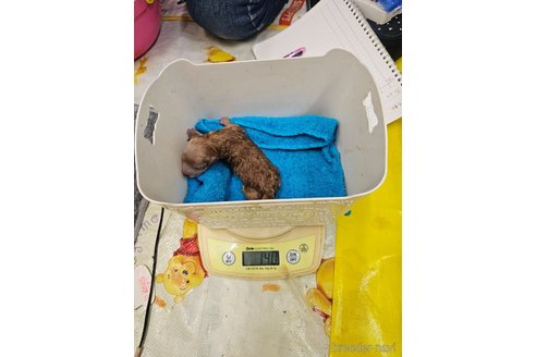 成約済の大阪府のティーカッププードル-357363の5枚目
