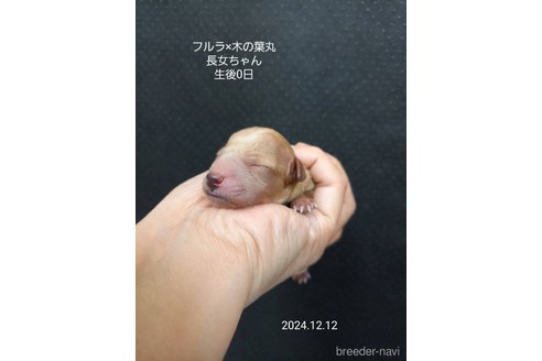 成約済の大阪府のティーカッププードル-357363の6枚目