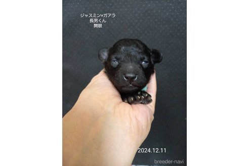 成約済の大阪府のタイニープードル-354558の6枚目