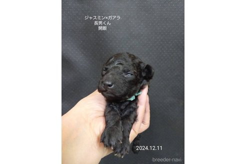 成約済の大阪府のタイニープードル-354558の7枚目