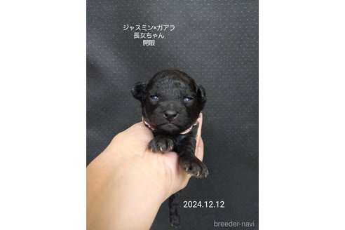 成約済の大阪府のタイニープードル-354559の4枚目