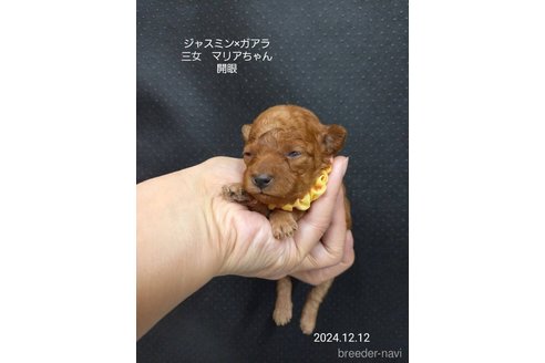 成約済の大阪府のタイニープードル-354561の6枚目