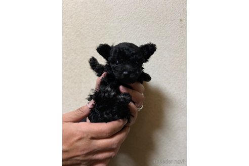 販売中の徳島県のティーカッププードル-357369の11枚目