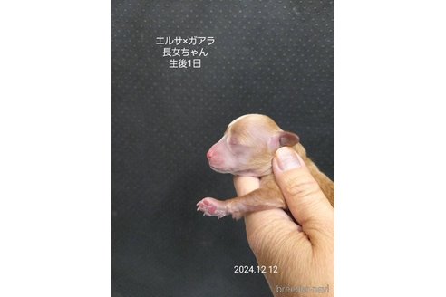 成約済の大阪府のタイニープードル-357166の22枚目