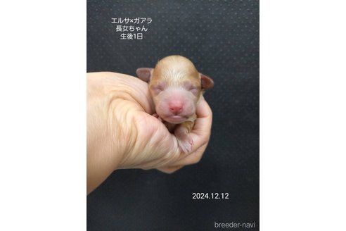 成約済の大阪府のタイニープードル-357166の21枚目