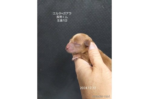 成約済の大阪府のタイニープードル-357167の10枚目