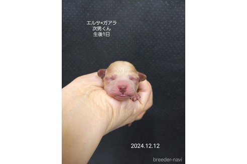 成約済の大阪府のタイニープードル-357168の16枚目