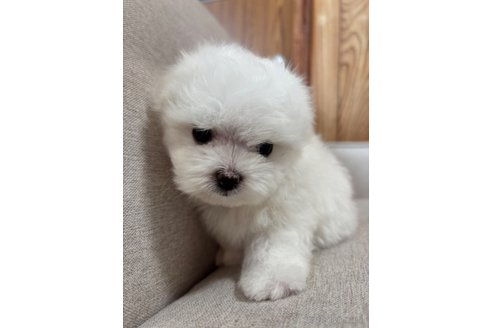 成約済の福岡県のマルチーズ-357372の2枚目