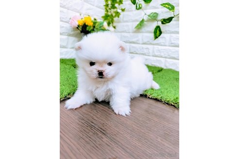 成約済の岡山県のミックス犬-357377の3枚目