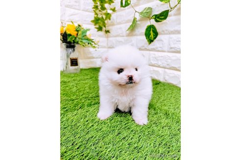 成約済の岡山県のミックス犬-357377の4枚目