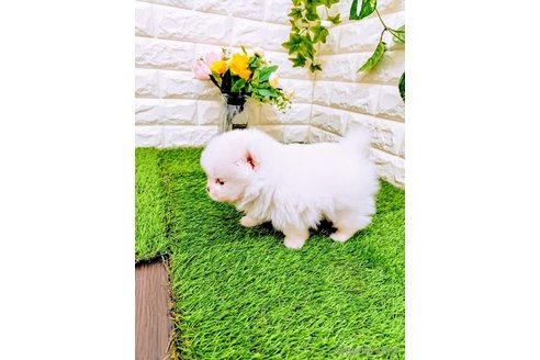 成約済の岡山県のミックス犬-357377の5枚目