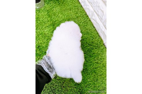 成約済の岡山県のミックス犬-357377の6枚目